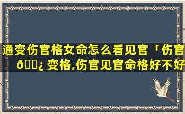 通变伤官格女命怎么看见官「伤官 🌿 变格,伤官见官命格好不好」